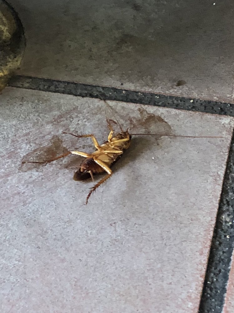 Teriyaki Chicken Bowl