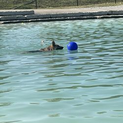 Furfield Dog Park - Pool Dogs only