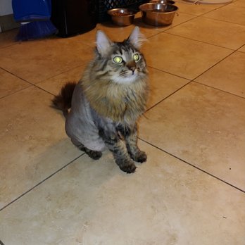 Marie's Mobile Grooming - Pet Groomers Near Me