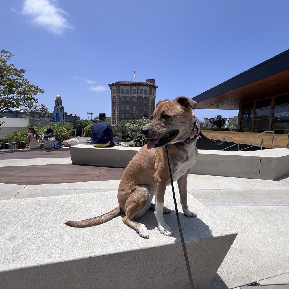 Taz K9 Academy - Pet Training Near Me - Los Angeles, California Taz K9 Academy - Pet Training Near Me - Los Angeles, California