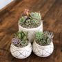 Photo of NorCal Succulent Shop