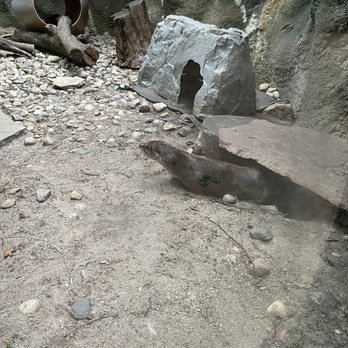 Lincoln Children's Zoo - Cute little otter woke up - Amusement Parks Near Me - Lincoln, Nebraska