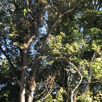 Tree - Tree Cutting Service Middletown, DE - Tree Services Near Me - Middletown, Delaware Tree - Tree Cutting Service Middletown, DE - Tree Services Near Me - Middletown, Delaware