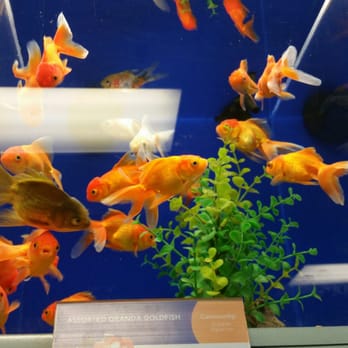 PetSmart - Cute fish! - Pet Stores Near Me - San Leandro, California