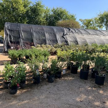 Wimberley Gardens - So many options for our front yard - Nurseries & Gardening Near Me - Wimberley, Texas Wimberley Gardens - So many options for our front yard - Nurseries & Gardening Near Me - Wimberley, Texas