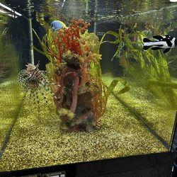 RMS Aquaculture