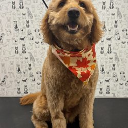 A Pet's Life, South Shore