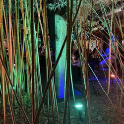 Bambuddha