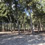 Photo of Sherwood Forest
