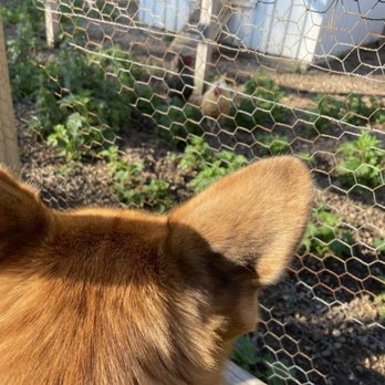 Three Rivers Park District - Through the ears watching the chickens - Museums Near Me - Shakopee, Minnesota
