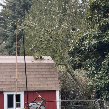 Auburn Green Landscaping - Pear tree rests on roof of barn - Landscaping Near Me Auburn Green Landscaping - Pear tree rests on roof of barn - Landscaping Near Me