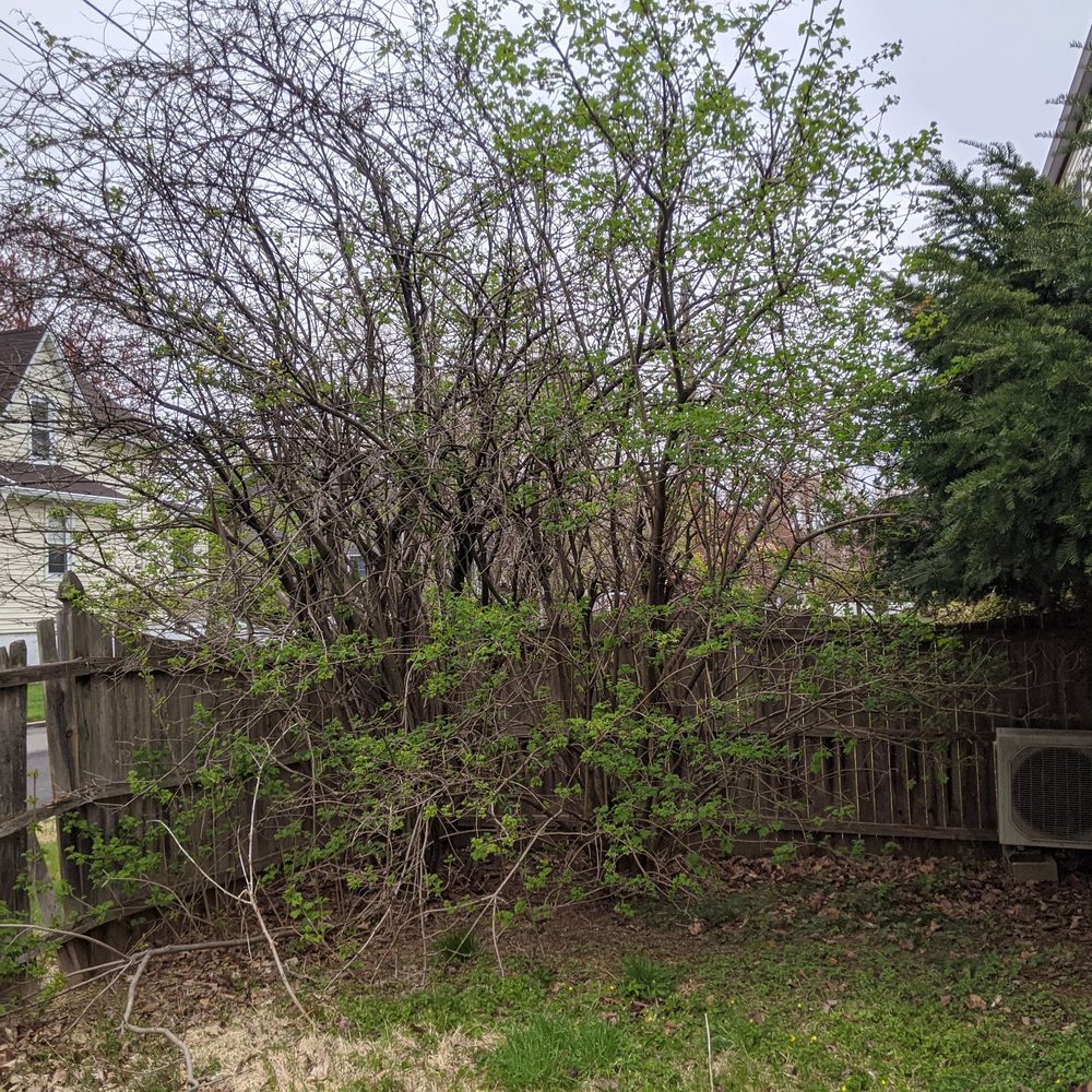 BCB Services - Tree Services Near Me - Old Tappan, New Jersey