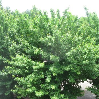 Hampton Inn Hendersonville - view from room - Hotels Near Me - Hendersonville, North Carolina