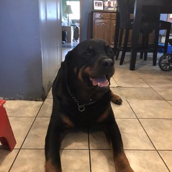 Bath & Bubbles Grooming - It's bear - Pet Groomers Near Me - Brooklyn, New York