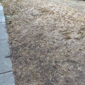 Terracare Associates - a patch of grass in a residential area - Landscaping Near Me - Martinez, California Terracare Associates - a patch of grass in a residential area - Landscaping Near Me - Martinez, California
