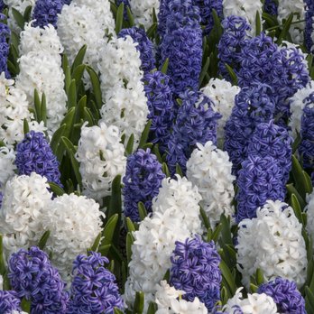 Colorblends Wholesale Flowerbulbs - Hyacinth Blend Blue Delta - Nurseries & Gardening Near Me - Bridgeport, Connecticut