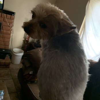 River Road Pet Grooming - Pet Groomers Near Me - Oakdale, California