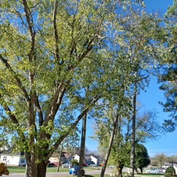 Trees Unlimited - Tree Services Near Me - Gallatin, Tennessee