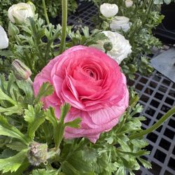 Hampton Nursery