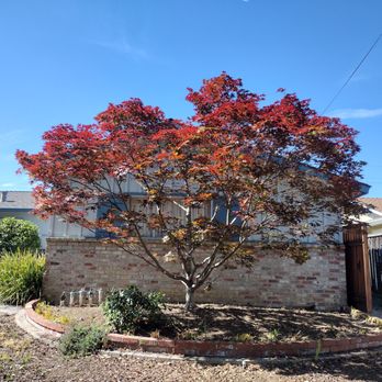 Mendoza's Professional Tree Service - Japanese Maple -- all trimmed & cleaned up. - Tree Services Near Me Mendoza's Professional Tree Service - Japanese Maple -- all trimmed & cleaned up. - Tree Services Near Me