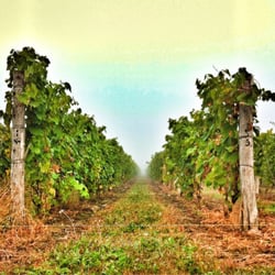 Vignoble Carone