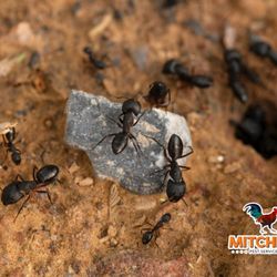 Mitchell Pest Services