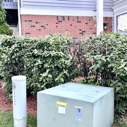 Motor City LawnCare & Snow Removal - Bushes dying because they haven't been cut properly.
