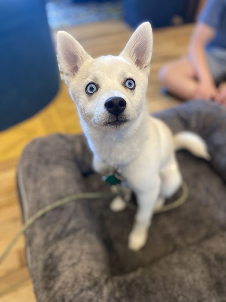 Valkyrie Dog Training - pet boarding facility in South Ogden, UT