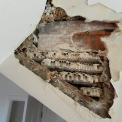 WestConn Pest Control & Nuisance Wildlife Removal