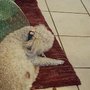 Photo of Poodle Patch & Pet Shop