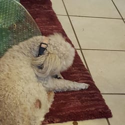 Poodle Patch & Pet Shop