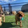 Photo of Amarillo Fetch