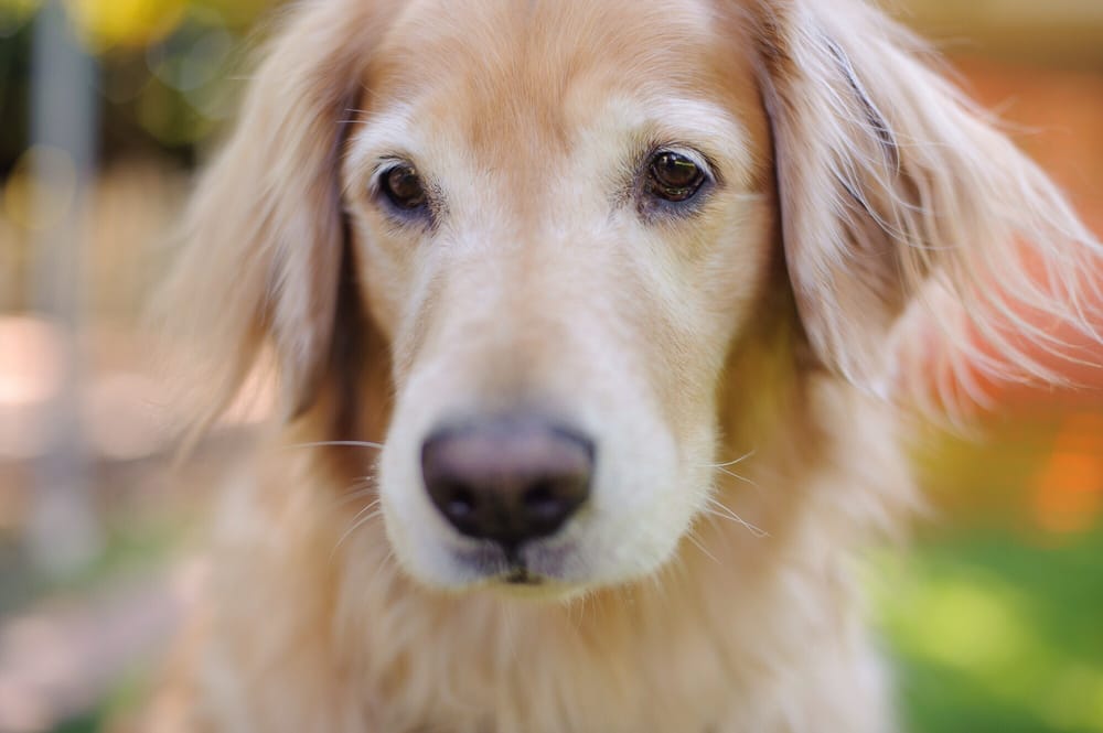 DESERT MOBILE VETERINARY SERVICE Updated September 2024 2021 E