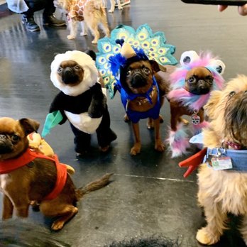 Sit Social - Halloween Griff Meet Up - Pet Sitting Near Me - Chicago, Illinois