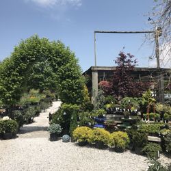 D R Snell Nursery