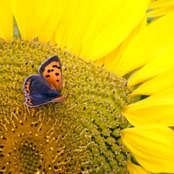 Sonnenblume