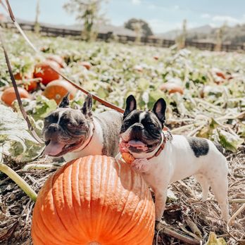 Bates Nut Farm - Fall is the best here! - Specialty Food Near Me - Valley Center, California Bates Nut Farm - Fall is the best here! - Specialty Food Near Me - Valley Center, California