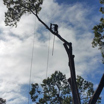 Living Trees & Shrubs - Landscaping Near Me - Katy, Texas Living Trees & Shrubs - Landscaping Near Me - Katy, Texas