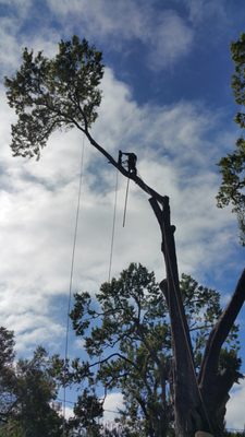 Tree Services - We are licensed safe tree removal service.