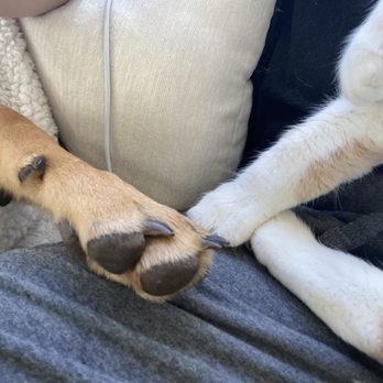 Soul Dog Rescue - They love each other! - Animal Shelters Near Me - Fort Lupton, Colorado