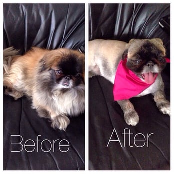 Master Pups - Jessica has done it again! Best service and results. We're ready for the hot dog days of summer. Thanks so much Master Pups!! - Pet Groomers Near Me - Flushing, New York