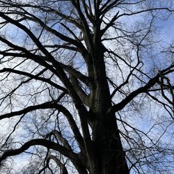 Frazier Park