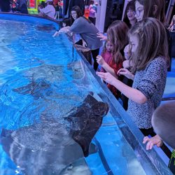 Blue Zoo Aquarium Rogers - Kids petting and feeding the stingrays