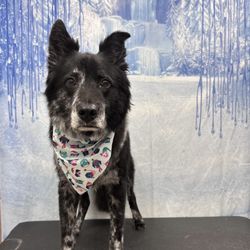 Holiday House Pet Resort & Training Center - Wilson post-groom!