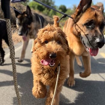 OC Pup Scouts - Dog Walkers Near Me - Dana Point, California OC Pup Scouts - Dog Walkers Near Me - Dana Point, California