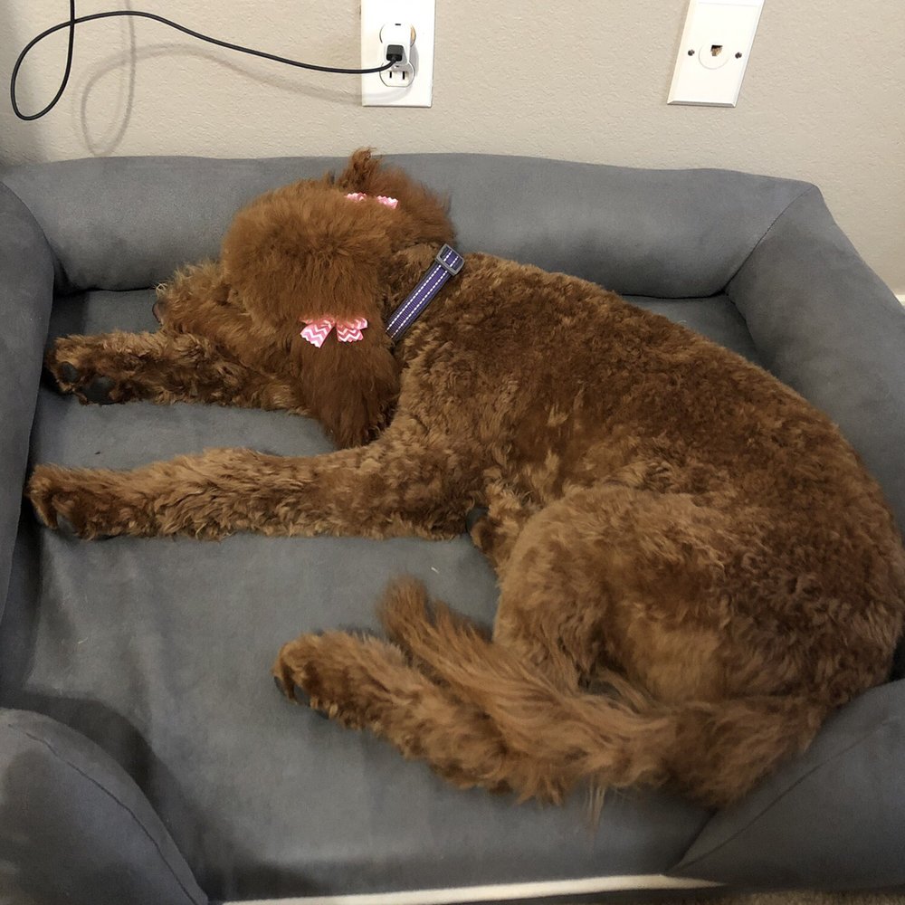 Heavenly Paws - Pet Stores Near Me - Lubbock, Texas Heavenly Paws - Pet Stores Near Me - Lubbock, Texas