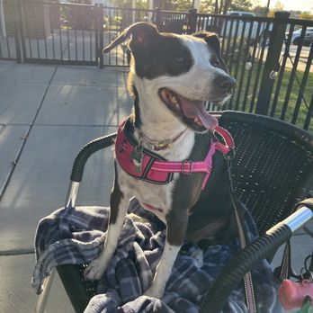 Fat Jack's - Pet friendly patio:) - Steakhouses Near Me - Walterboro, South Carolina Fat Jack's - Pet friendly patio:) - Steakhouses Near Me - Walterboro, South Carolina