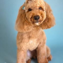 Pup Cutz N Colorz - Groomed by Kayla