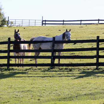 A Horse's Friend - Whiskey and friend upper pasture - Horseback Riding Near Me - Rush, New York