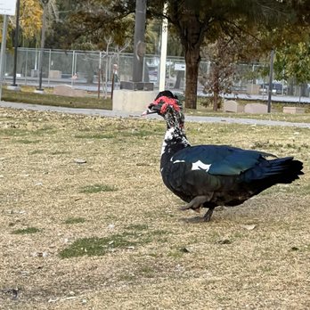 Lorenzi Park - Duck resident - Parks Near Me - Las Vegas, Nevada Lorenzi Park - Duck resident - Parks Near Me - Las Vegas, Nevada